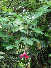 Palicourea correae