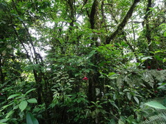 Palicourea correae