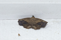 Cryptastria fuscomarginata