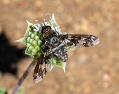 Exoprosopa dorcadion