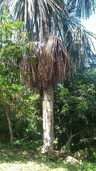 Mauritia flexuosa