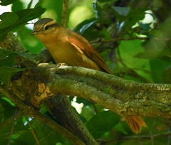 Anabacerthia lichtensteini