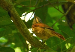 Anabacerthia lichtensteini