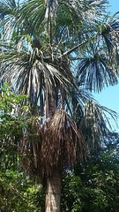 Mauritia flexuosa