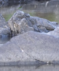 Neurobasis luzoniensis