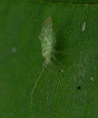 Malacocoris chlorizans