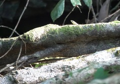Eutropis lapulapu