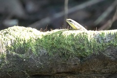 Eutropis lapulapu
