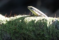 Eutropis lapulapu