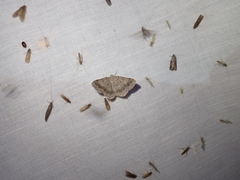 Digrammia ocellinata