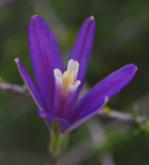 Brodiaea leptandra