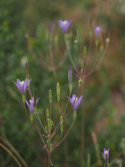 Brodiaea leptandra