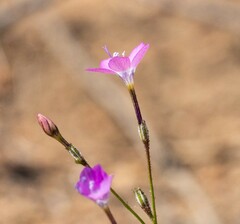 Gilia leptantha purpusii