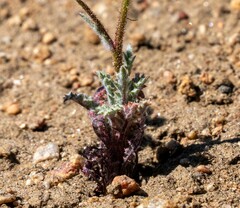Gilia leptantha purpusii