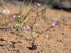 Gilia leptantha purpusii