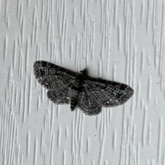 Pasiphila rectangulata