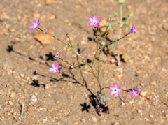 Gilia leptantha purpusii