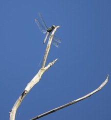 Potamarcha congener