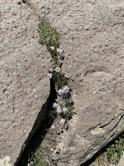 Erigeron leiomerus