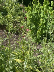 Salvia pentstemonoides