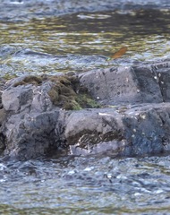 Neurobasis luzoniensis