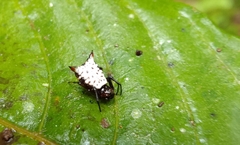 Micrathena saccata