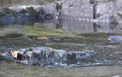 Neurobasis luzoniensis