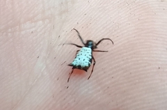 Micrathena saccata