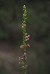Sairocarpus virga