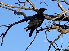 Corvus corax sinuatus