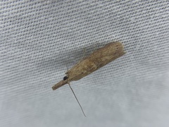 Macrorrhinia endonephele