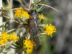 Platypedia sylvesteri