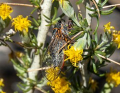 Platypedia sylvesteri