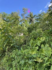 Paragomphus balneorum