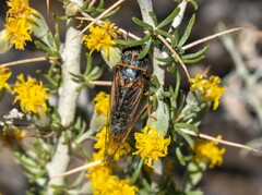 Platypedia sylvesteri