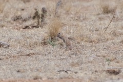 Xerospermophilus spilosoma
