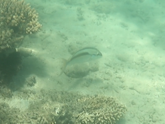 Scolopsis monogramma