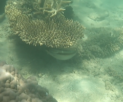 Scolopsis monogramma