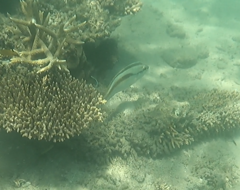 Scolopsis monogramma