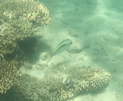 Scolopsis monogramma