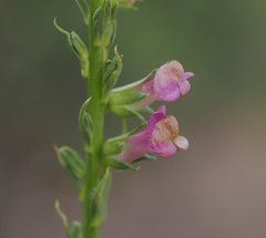 Sairocarpus virga