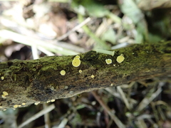 Erioscyphella abnormis