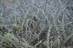 Aspidoscelis hyperythrus beldingi