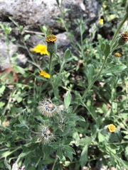 Heterotheca mucronata