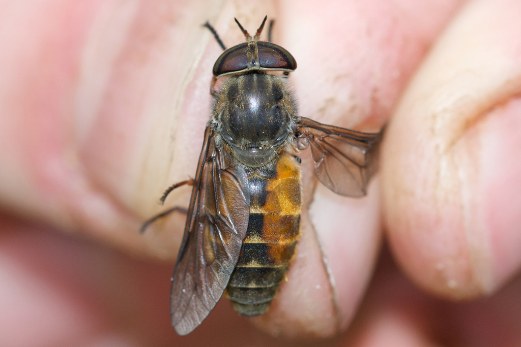 Epistate Horse Fly