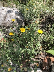 Heterotheca mucronata