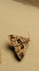 Tripudia rectangula