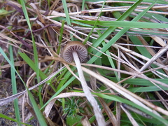 Psilocybe alutacea