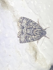 Acronicta fragilis
