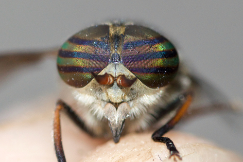 Epistate Horse Fly photo 2